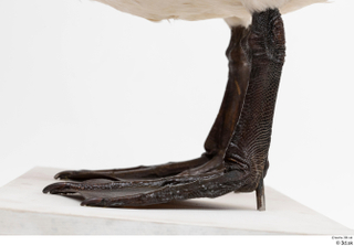 Mute swan leg 0019.jpg